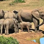 Best Time to Visit Bandhavgarh National Park