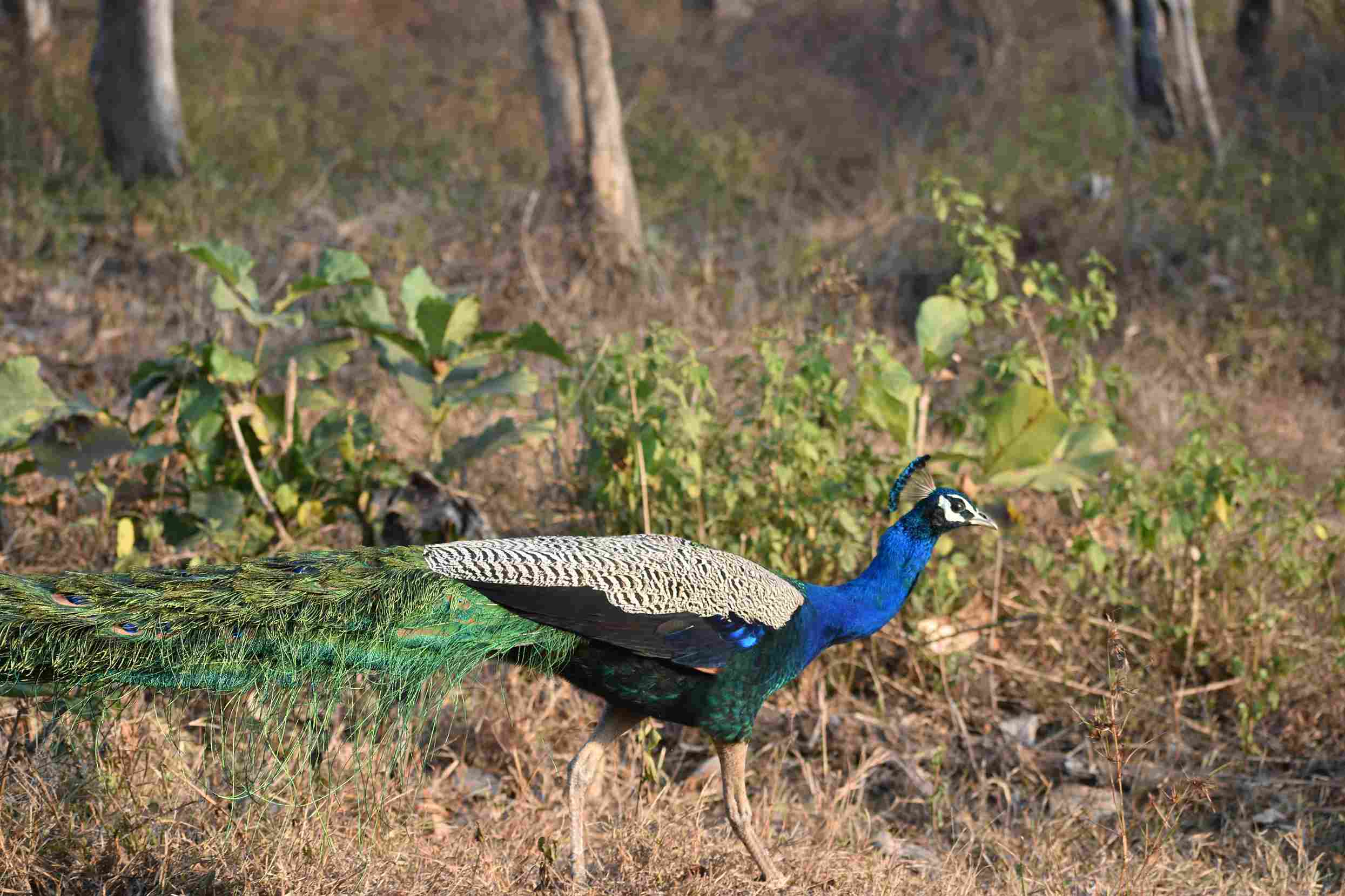 Bandipur National Park