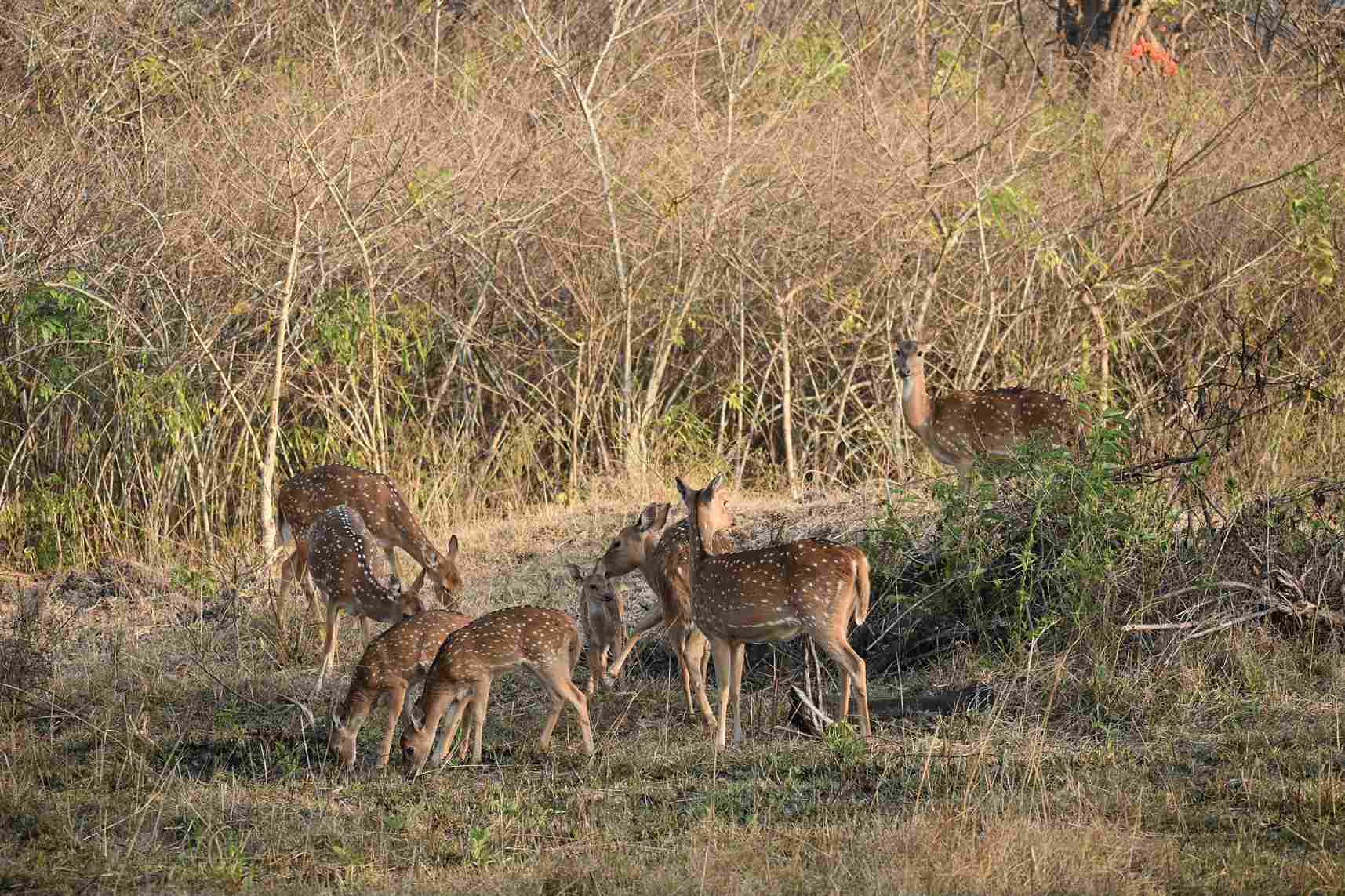 Beyond the Tigers Other Wildlife Encounters