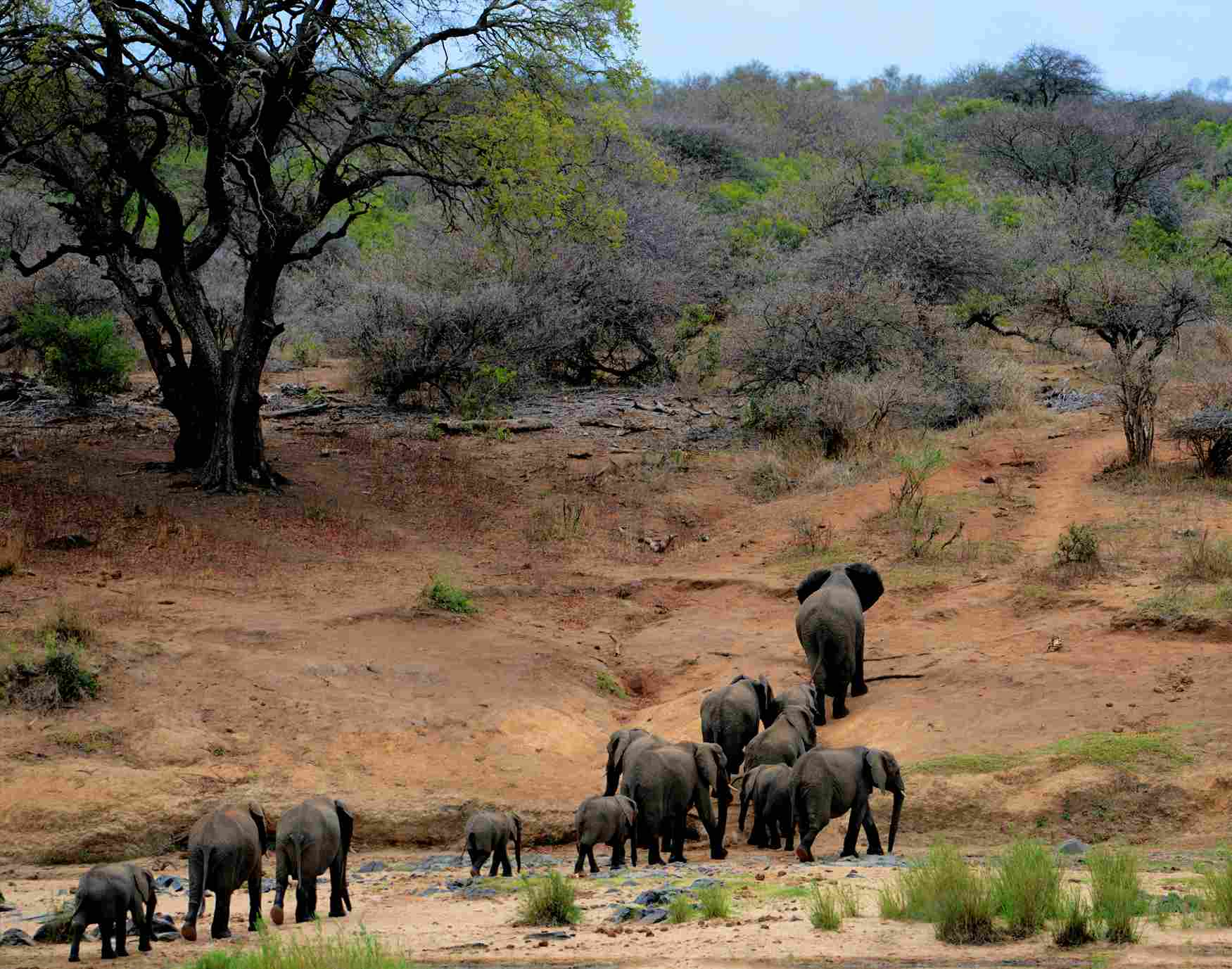 Carmelagiri Elephant Park in Munnar