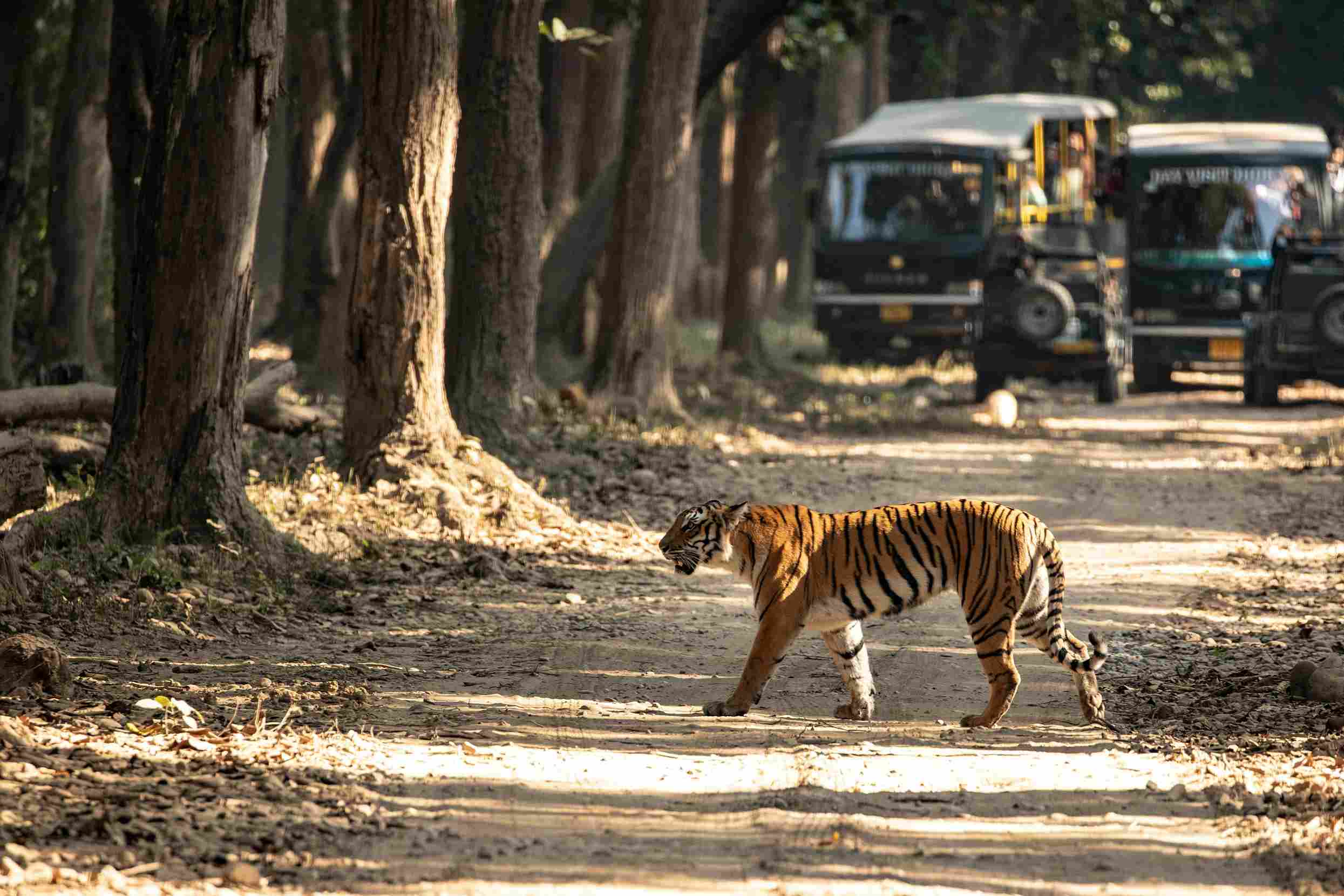 Corbett National Park