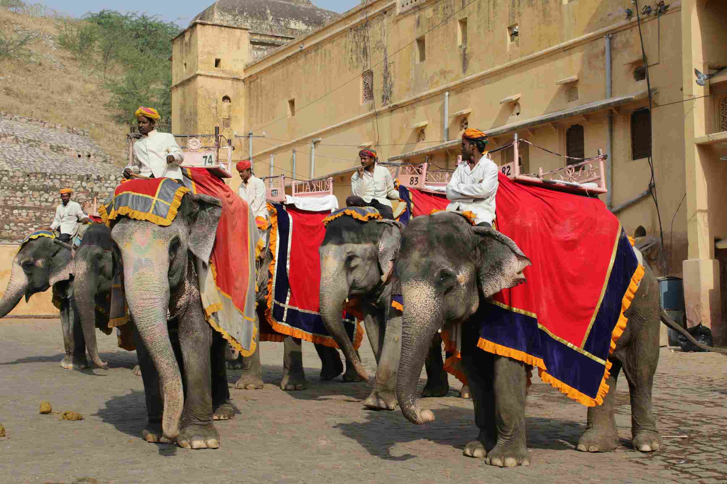Elephant Polo: A Unique Sporting Experience