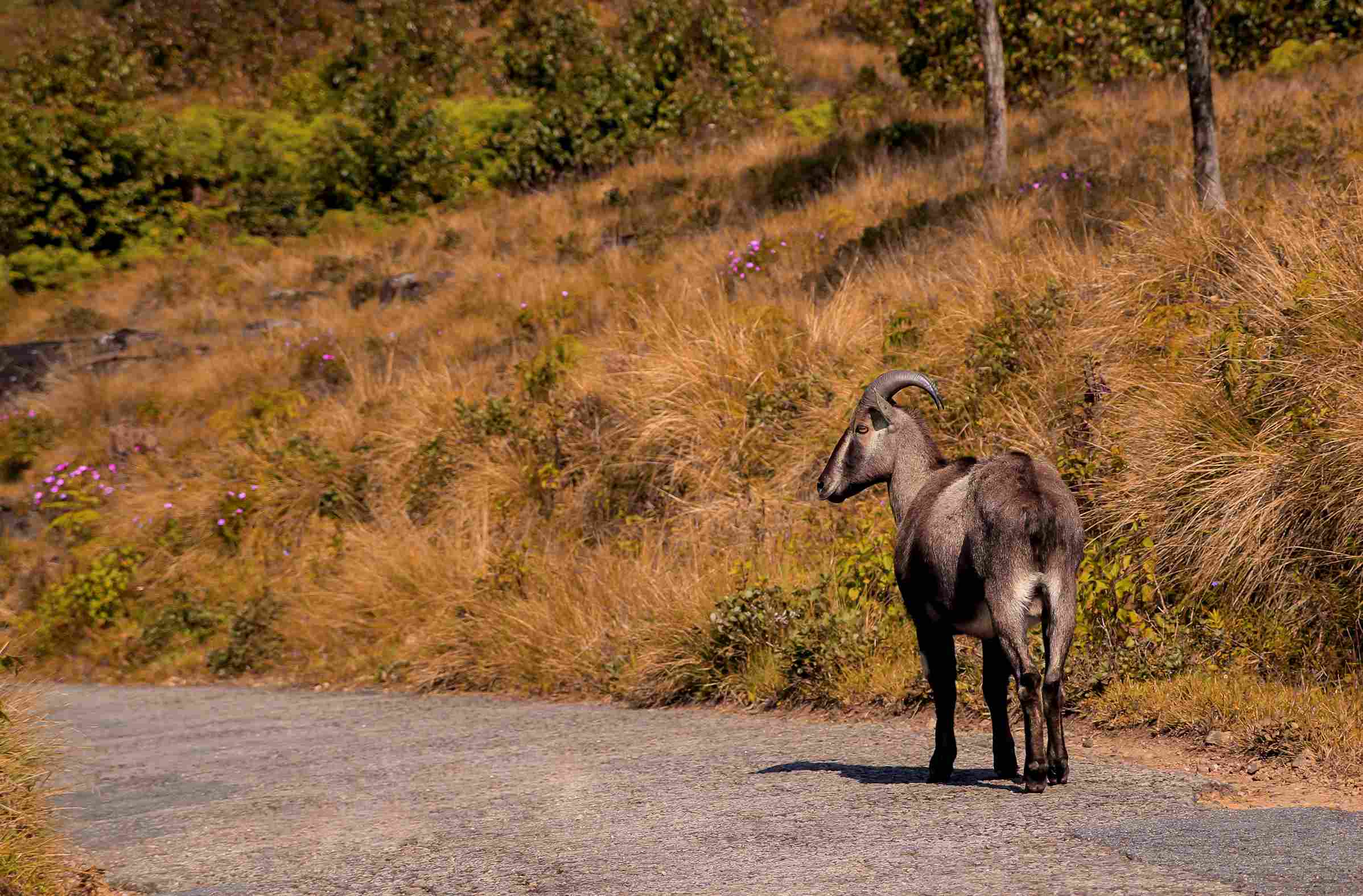 munnar Eravikulam National Park