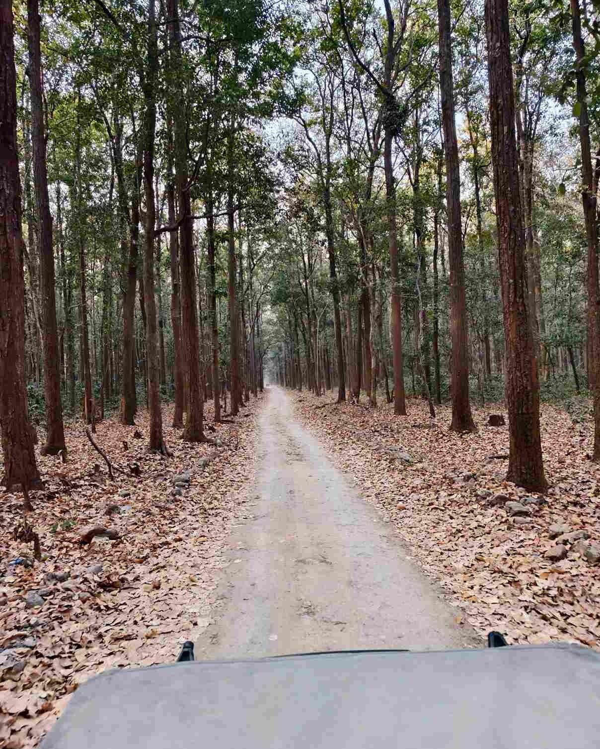 Jim Corbett National Park