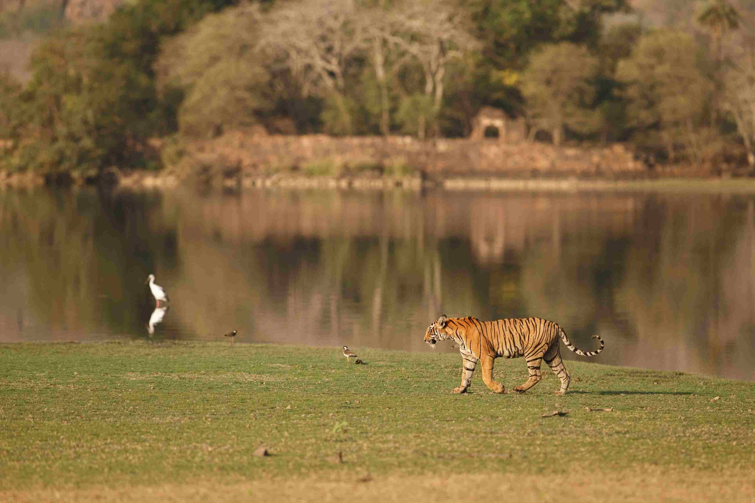 Jim Corbett National Park