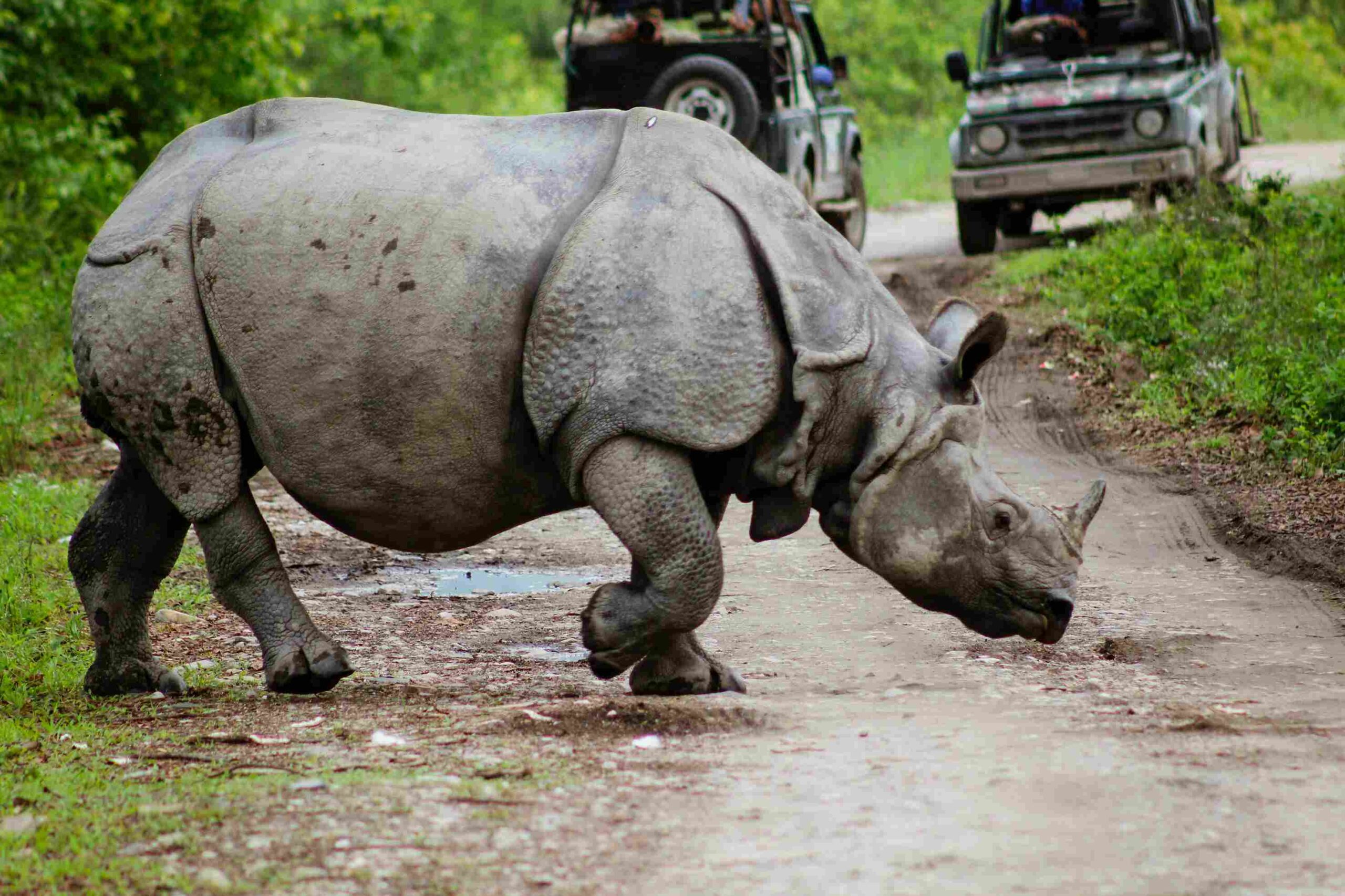 Kaziranga National Park