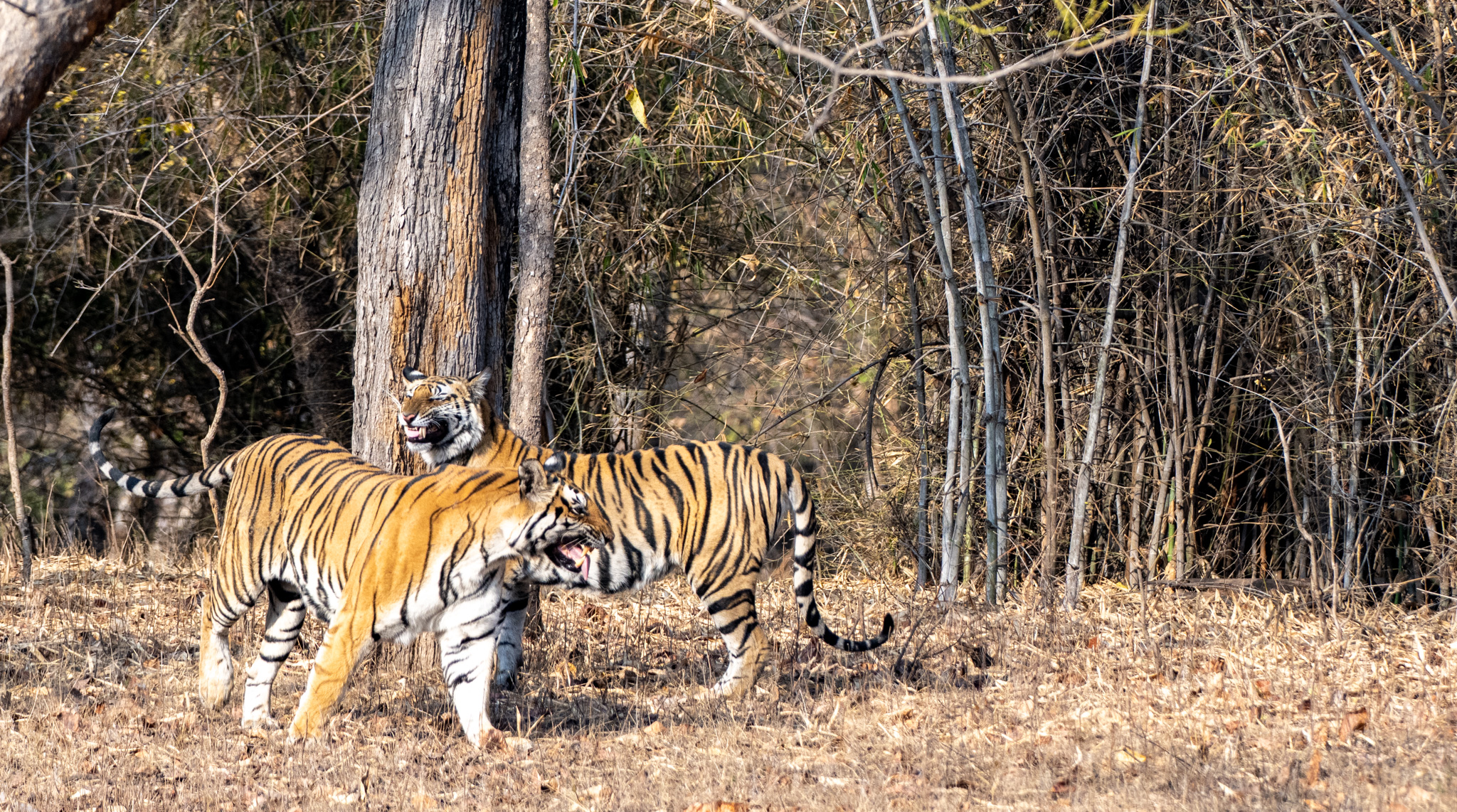 Satpura National Park, India