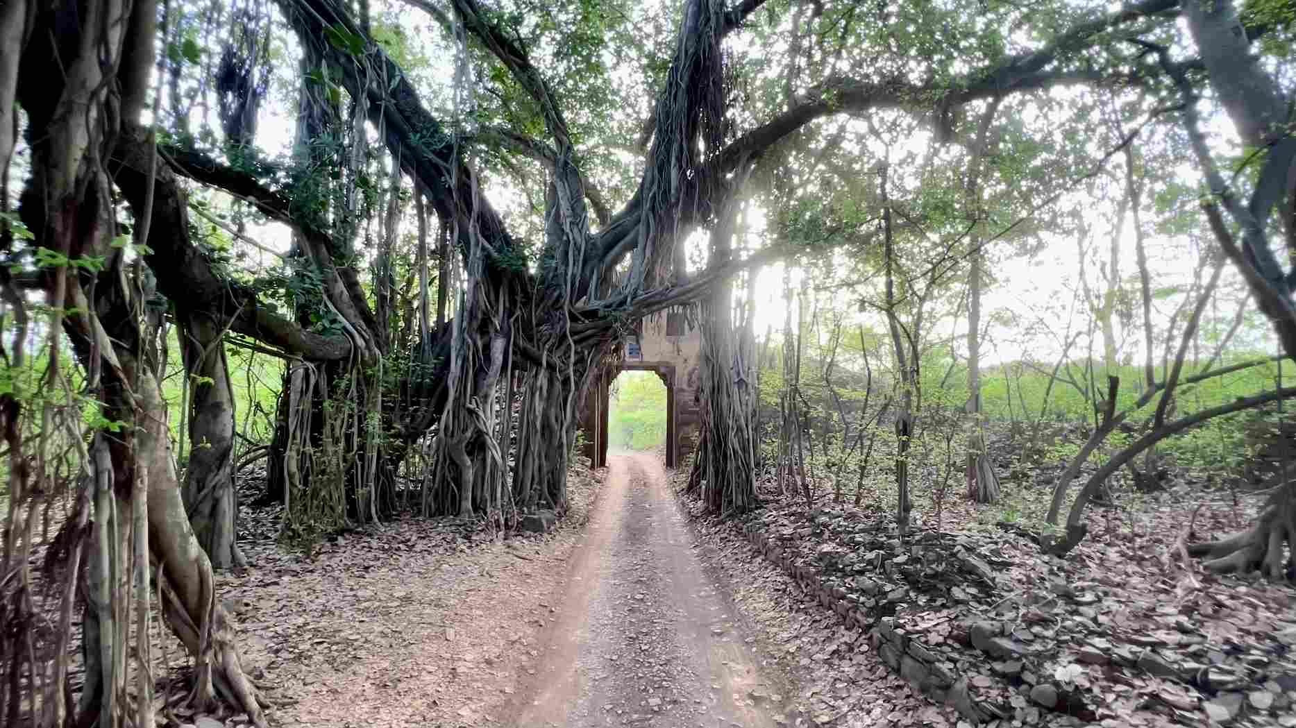 Ranthambore National Park Sawai Madhopur Rajasthan