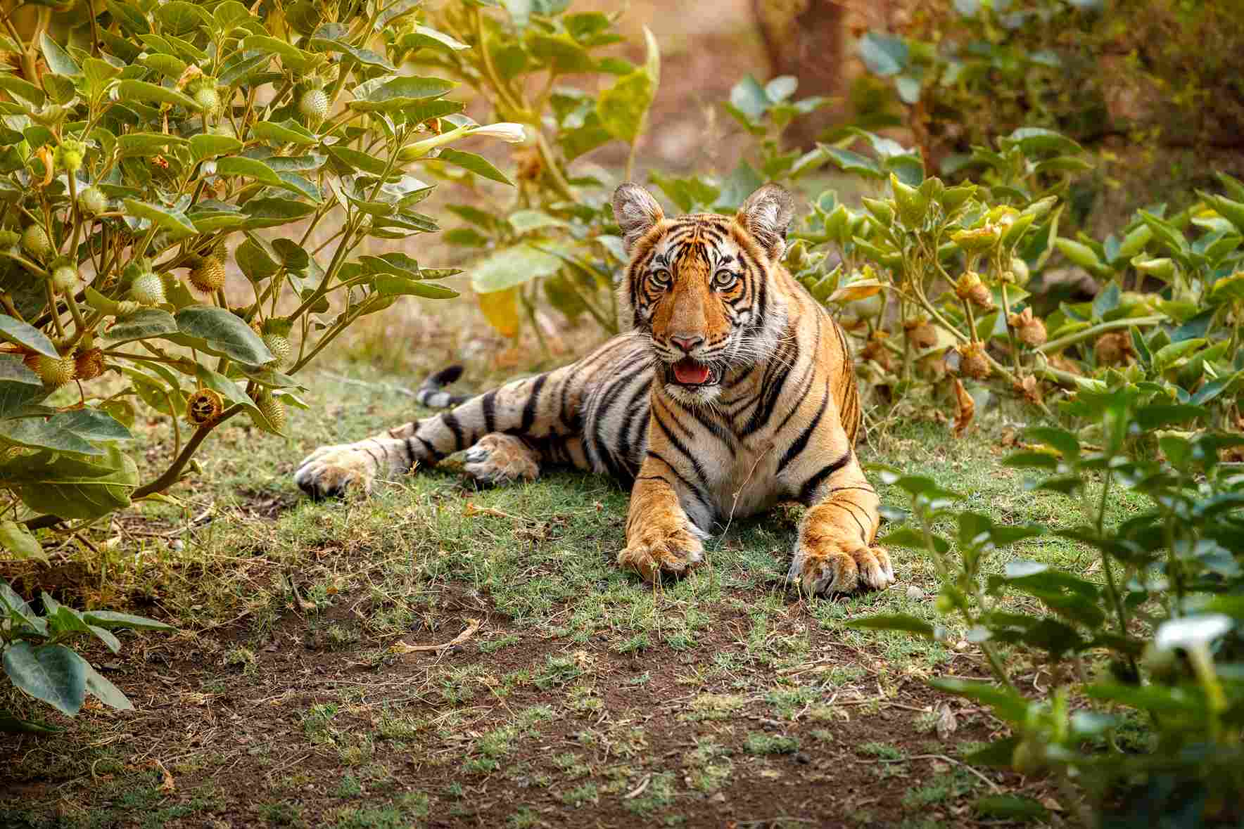 Satpura National Park