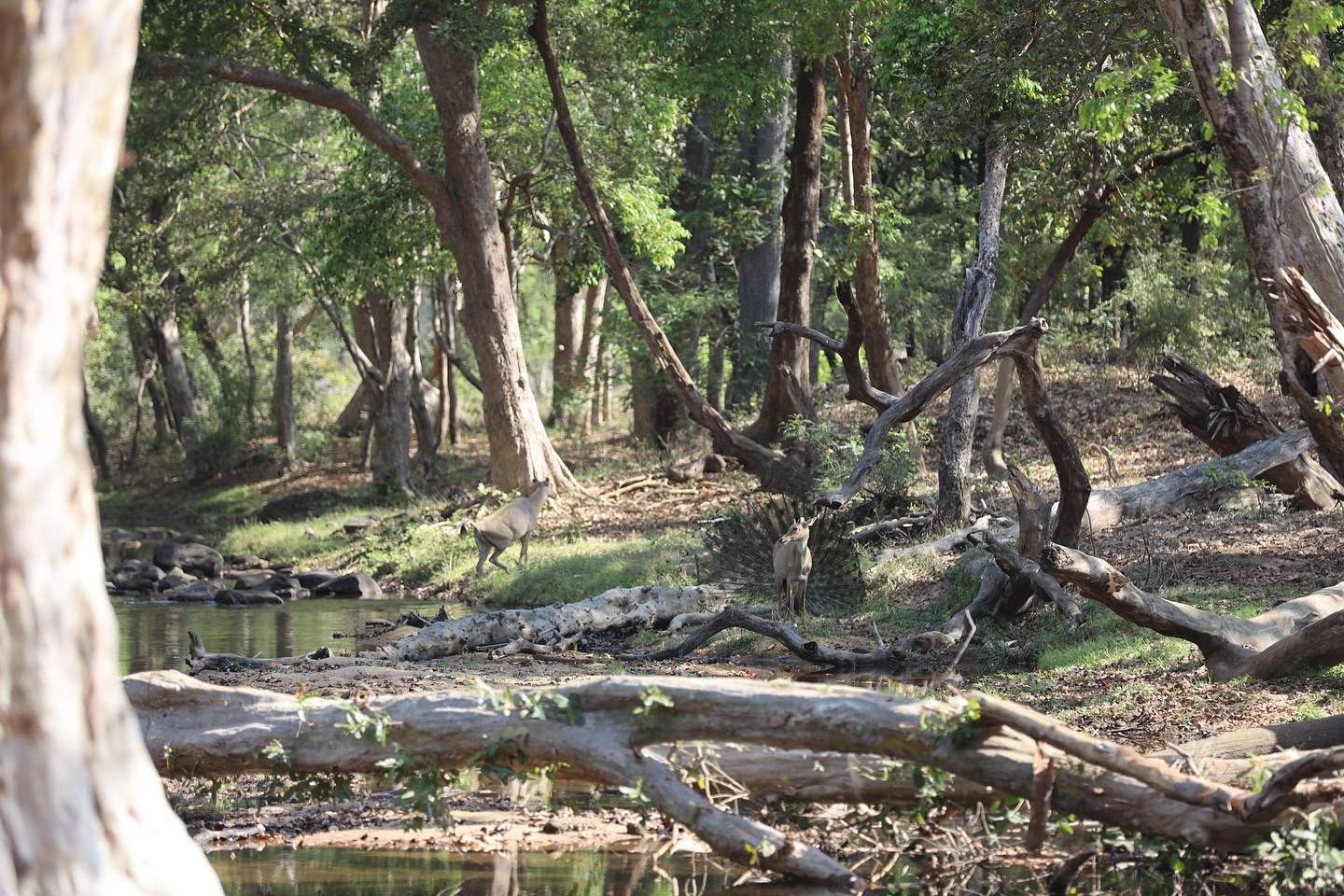 Sariska National Park, Rajasthan