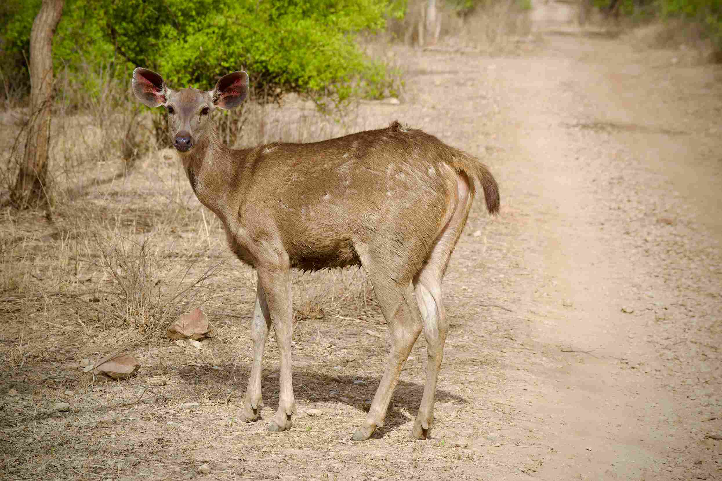 Sariska National Park
