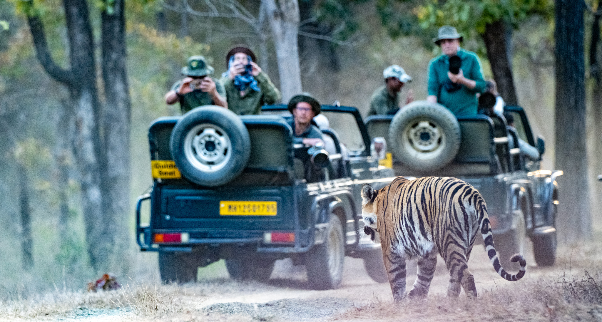 Best Tiger Safari in India