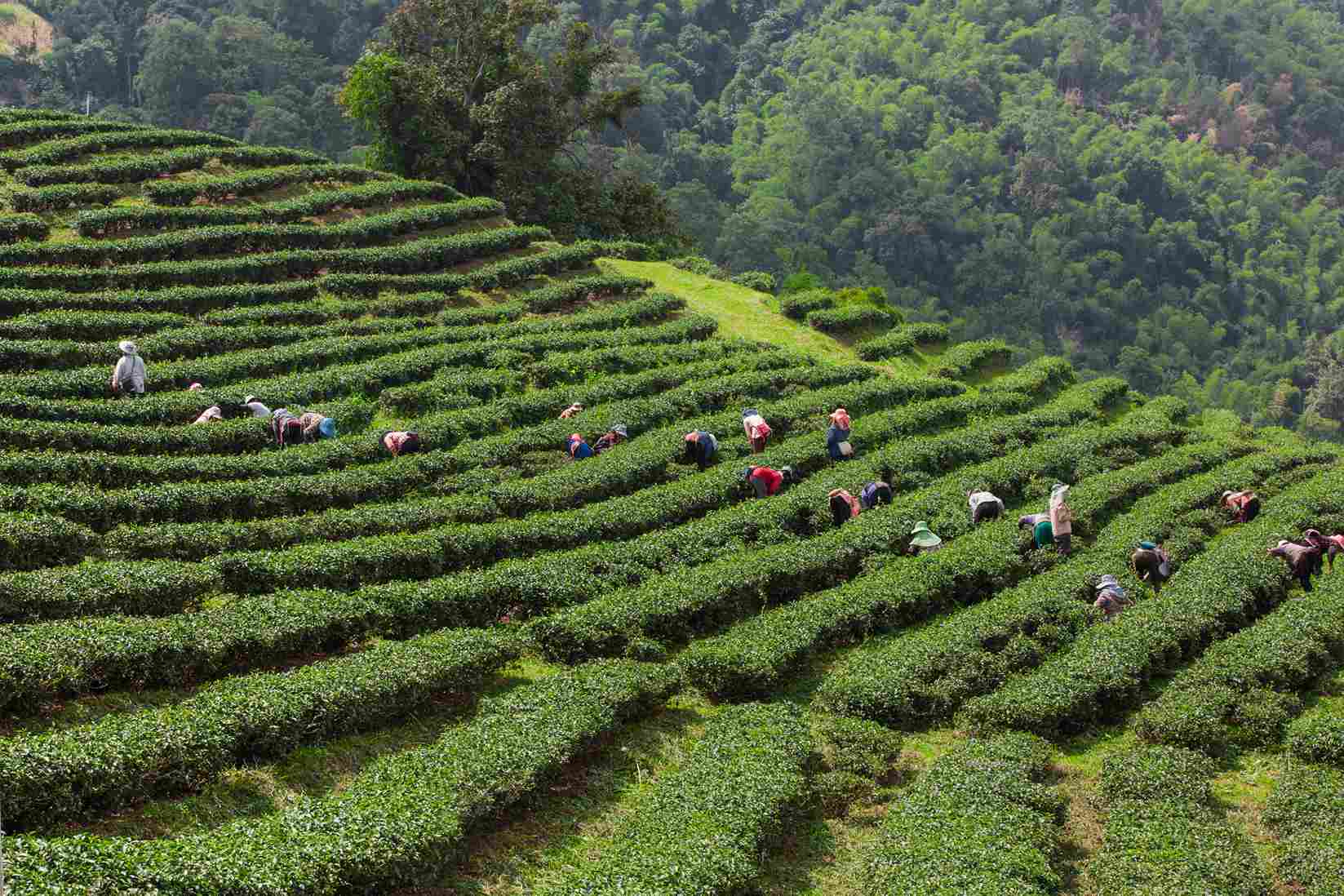 Spice Plantations in Munnar