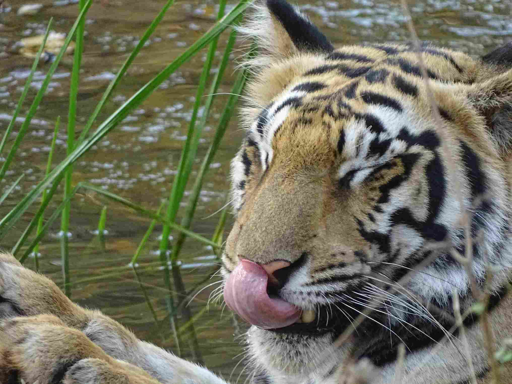 Tadoba-Andhari Tiger Reserve