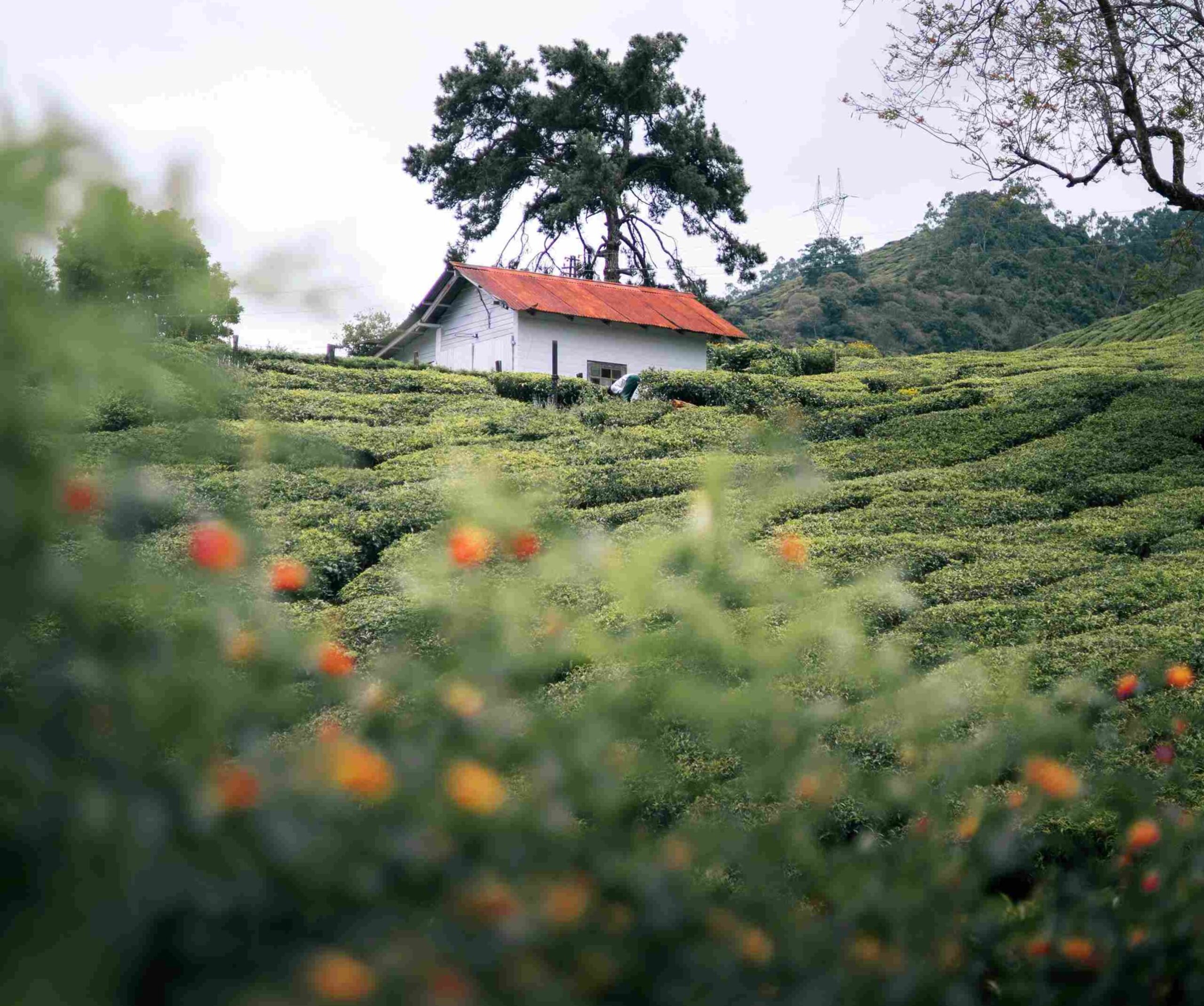 Tea Gardens and Scenic Vistas