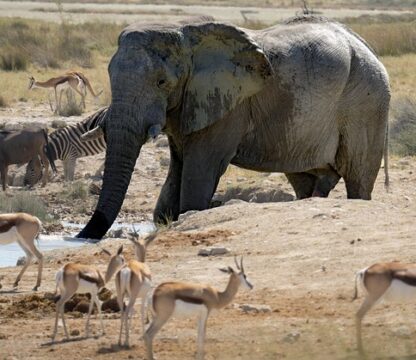 sanjay gandhi national park