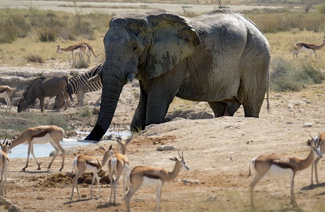 sanjay gandhi national park