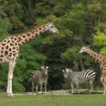 Jim Corbett National Park