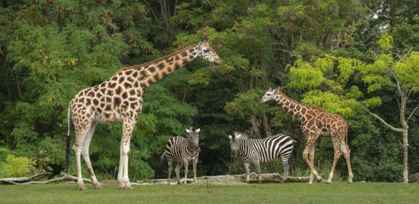 Jim Corbett National Park