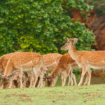 Ranthambore National Park