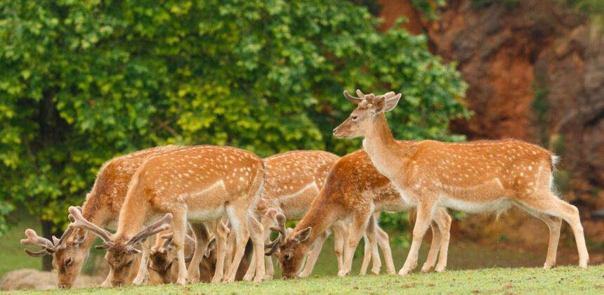 Ranthambore National Park