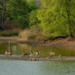 Discover the Wildlife at Periyar National Park