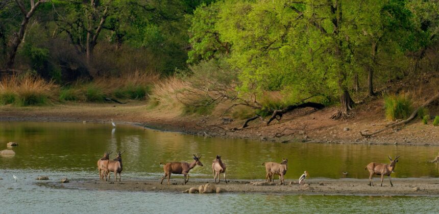 Discover the Wildlife at Periyar National Park