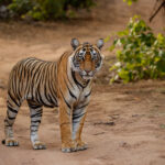 Best Tiger Reserves for an Unforgettable Indian Safari
