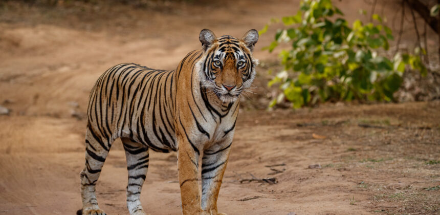 Best Tiger Reserves for an Unforgettable Indian Safari