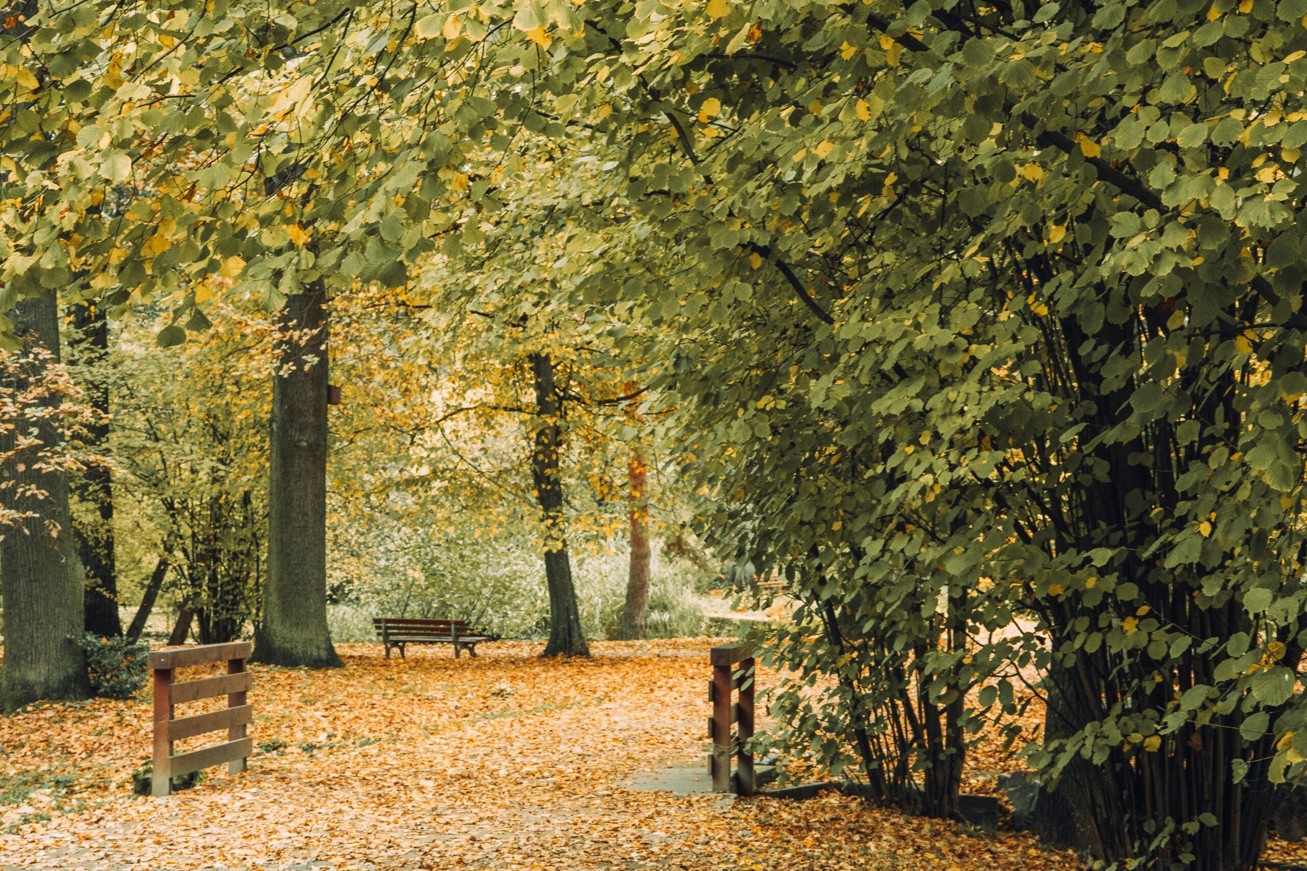 Autumn Crisp Air and Golden Hues