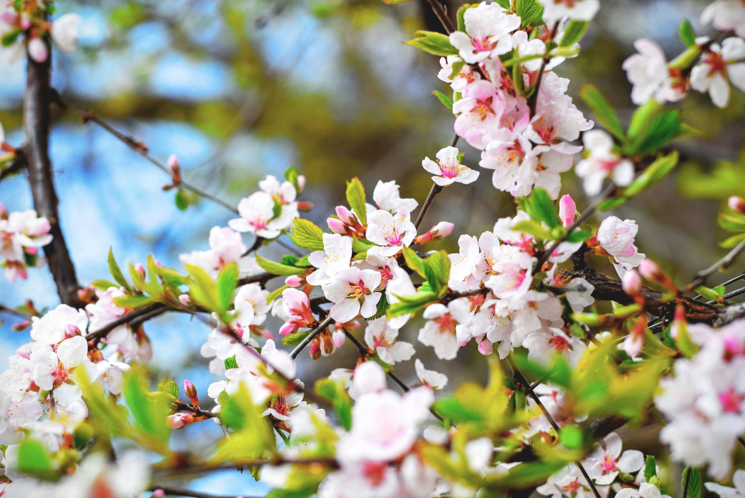 Spring Blooming Beauty