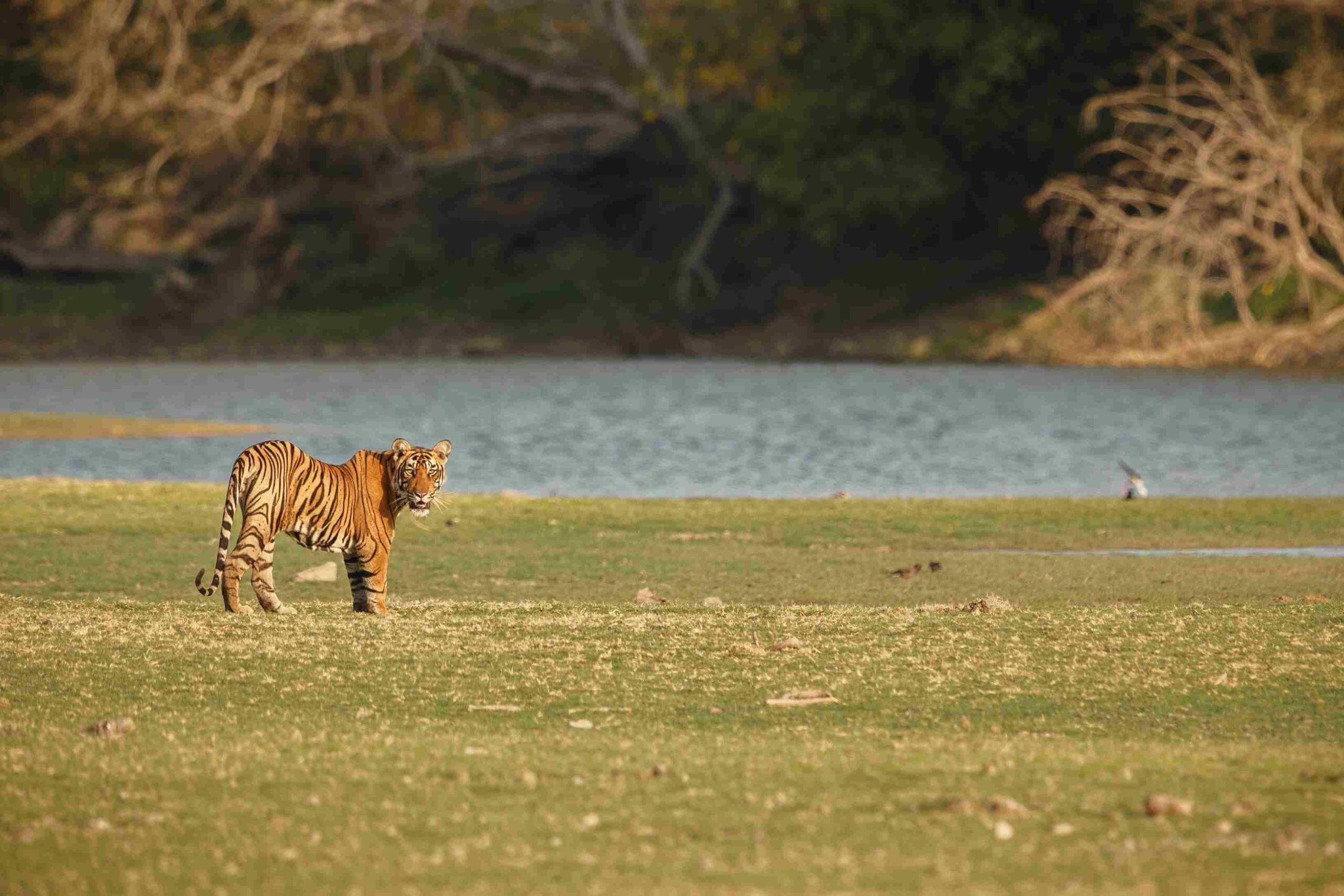 Satpura National Park, India